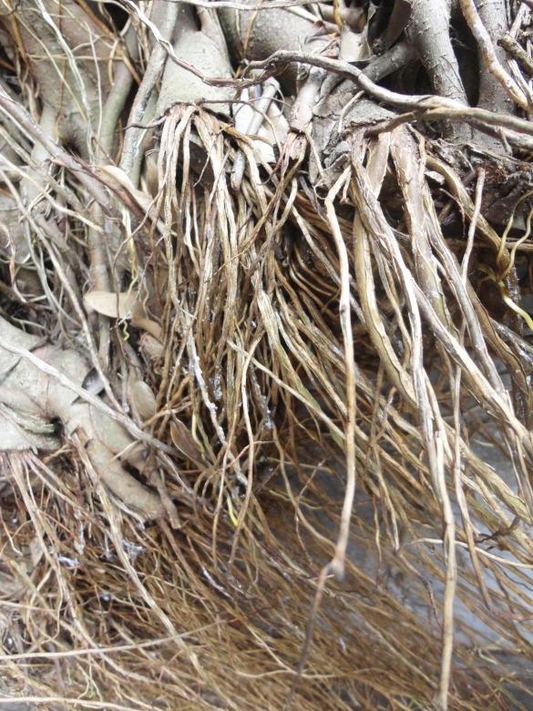 Free stock image of Plant roots background created by Chekokiart