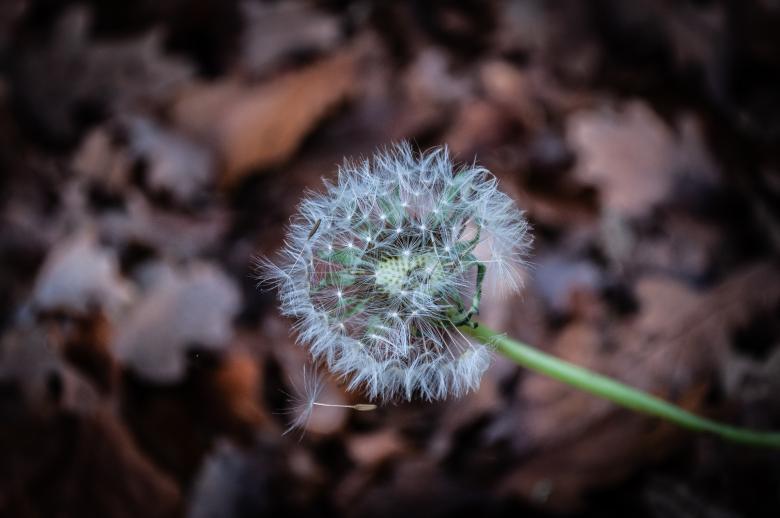 Free stock image of Dandelion created by PaSoNeCa