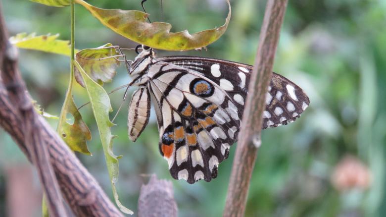 Free stock image of White Butterfly created by pixloger