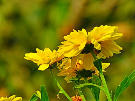Tickseed Flowers