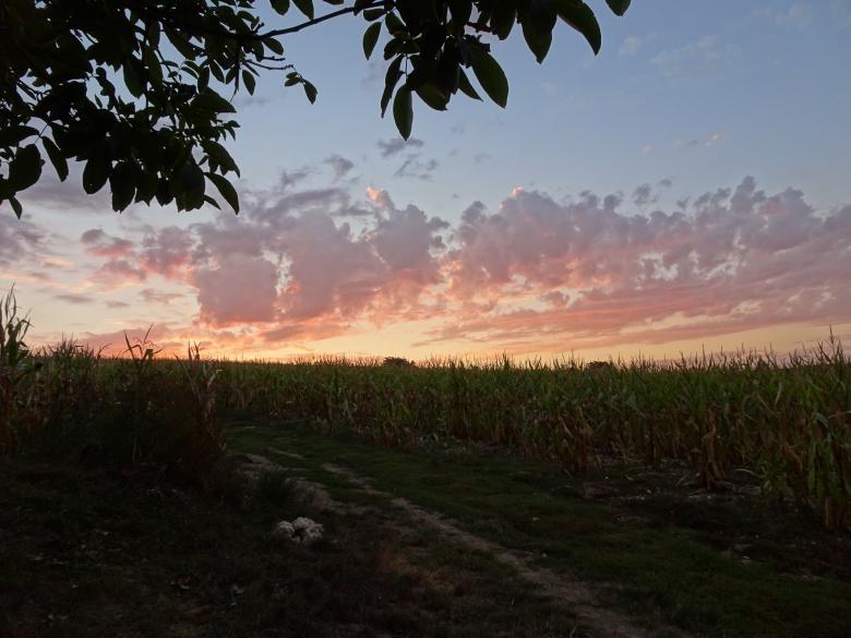 Free stock image of Pink sunrise over a corn field created by GAIMARD Jacques