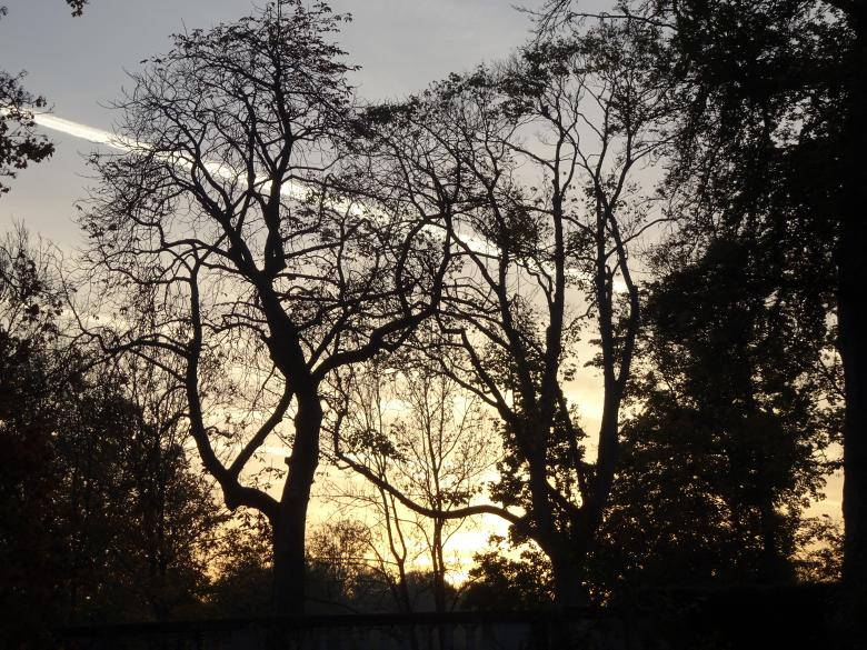 Free stock image of Late autumn tree silhouettes during sunrise created by GAIMARD Jacques