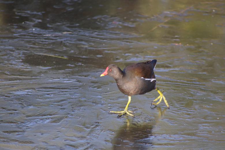 Free stock image of Moorhen ice skating! created by GAIMARD Jacques