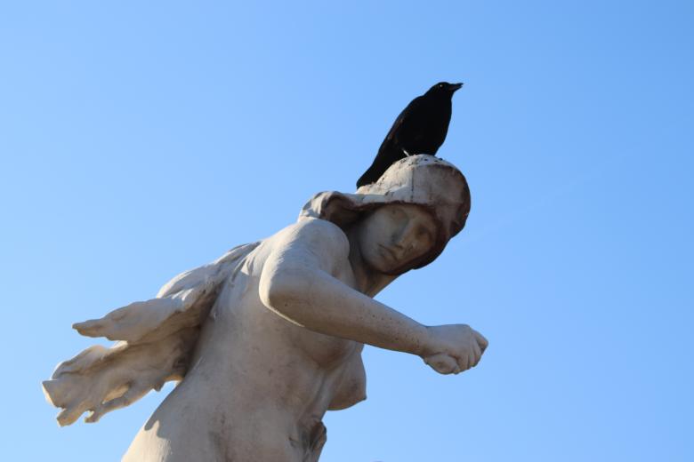 Free stock image of You'd better not shit on me... dirty bird!! created by GAIMARD Jacques