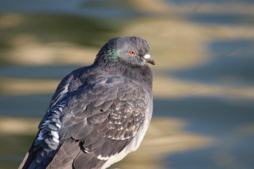 Free Stock Photo of Pigeon enjoying a rare winter sunshine