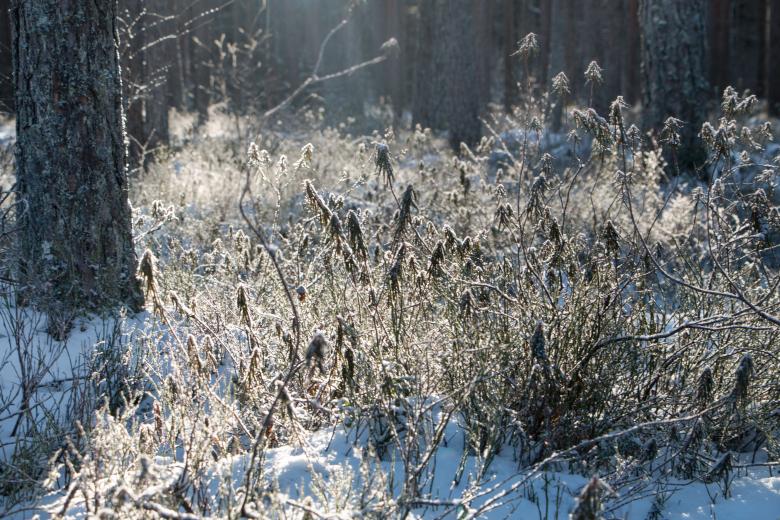 Free stock image of Nature in winter created by Janis Urtans