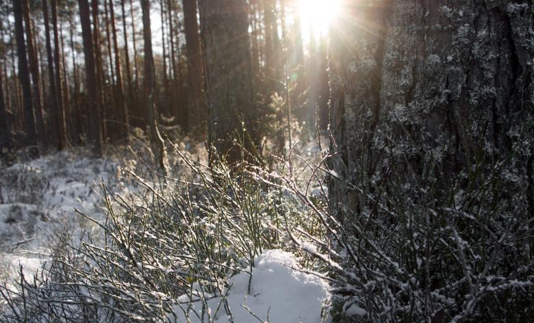 Free stock image of Nature in winter created by Janis Urtans