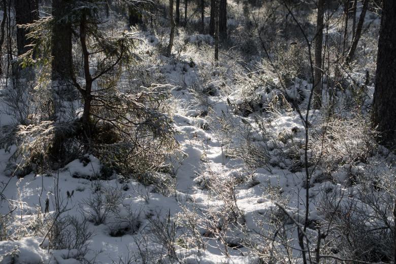 Free stock image of Nature in winter - sun walk  created by Janis Urtans