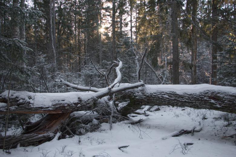 Free stock image of Nature in winter - old tree created by Janis Urtans