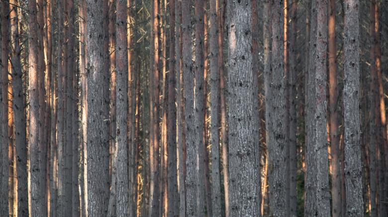 Free stock image of Nature in winter - Pines created by Janis Urtans