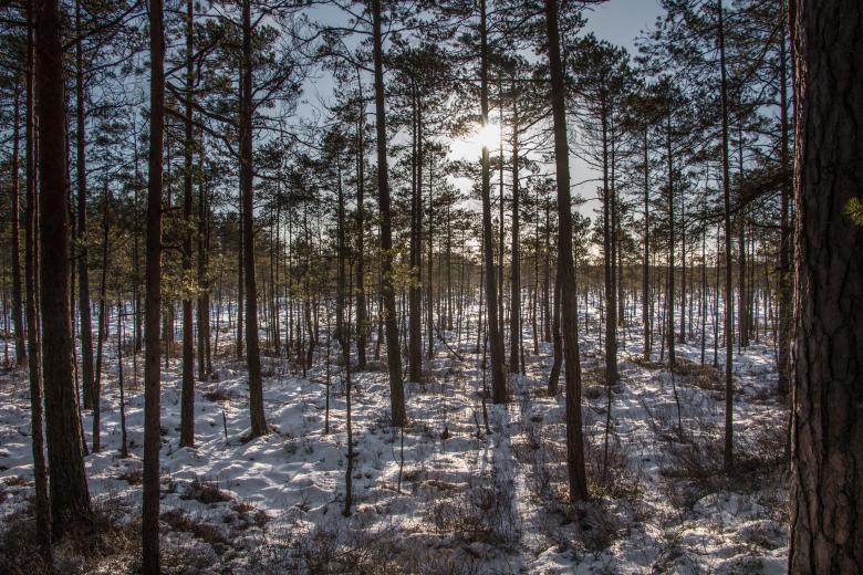 Free stock image of Nature in winter - swamp created by Janis Urtans
