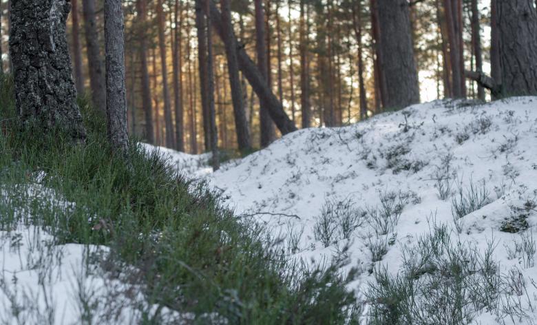 Free stock image of Nature in winter - Green created by Janis Urtans