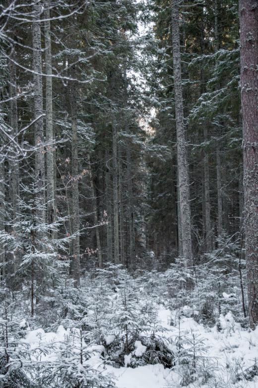 Free stock image of Nature in Winter - Forest created by Janis Urtans