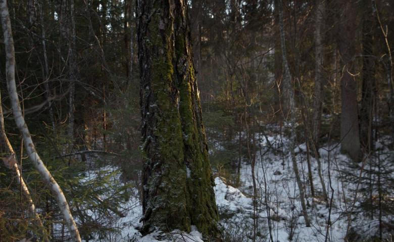 Free stock image of Evening - Nature in winter created by Janis Urtans