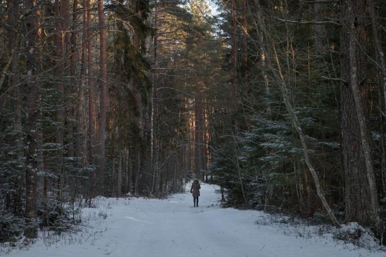Free stock image of Walk in the winter forest created by Janis Urtans