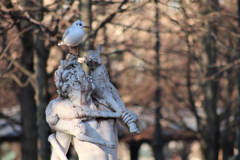 Free stock image of Seagull resting for a while created by GAIMARD Jacques