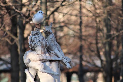 Seagull resting for a while - Free Stock Photo