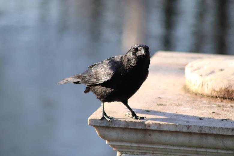 Free stock image of Waiting for something to eat? created by GAIMARD Jacques