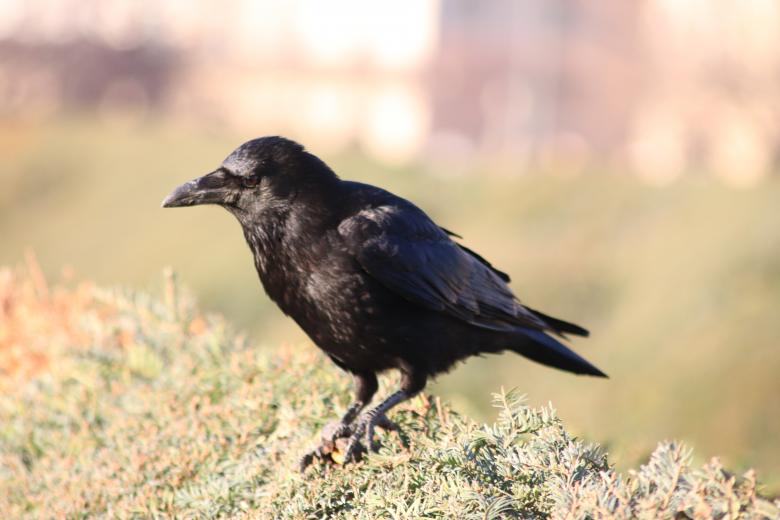 Free stock image of Lonely crow created by GAIMARD Jacques