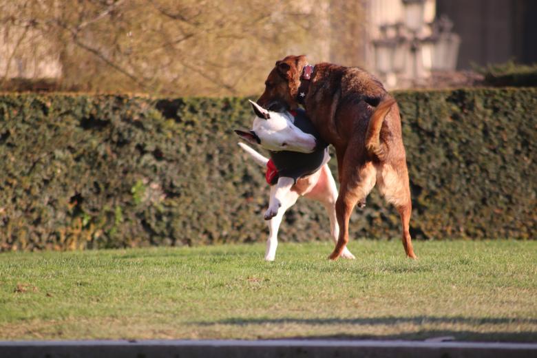 Free stock image of Dogs playing together created by GAIMARD Jacques