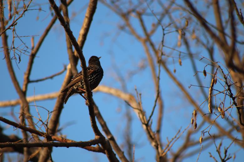 Free stock image of Starling singing on its branch created by GAIMARD Jacques