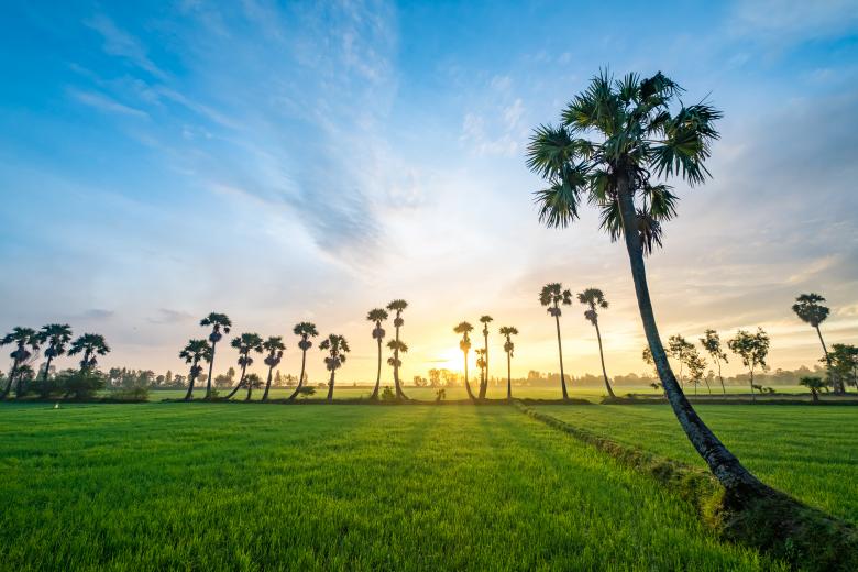 Free stock image of Rice field at the sunset created by Loveagman