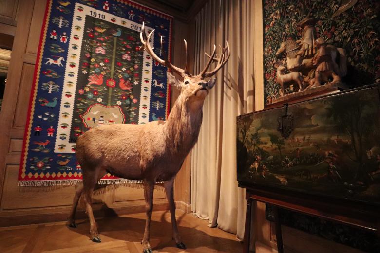 Free stock image of Its majesty in its living room created by GAIMARD Jacques