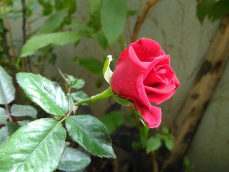 Rose from Garden