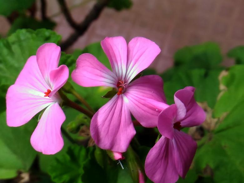 Free stock image of Pink Blooming Flowers created by VIJOY M ALEXANDER