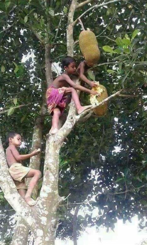 Free stock image of Picking Jack Fruit created by VIJOY M ALEXANDER
