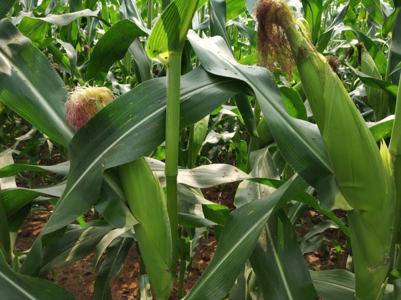 Free stock image of Corn field created by k sangeeta