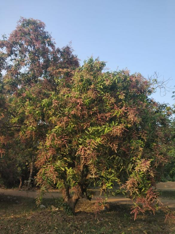 Free stock image of Mango tree created by k sangeeta