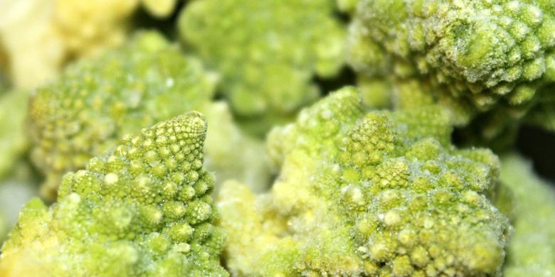 Free stock image of Natural Geometric Pattern of Cabbage created by NomeVizualizzato