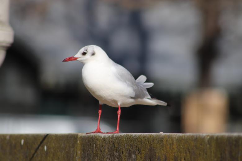Free stock image of Seagull resting created by GAIMARD Jacques