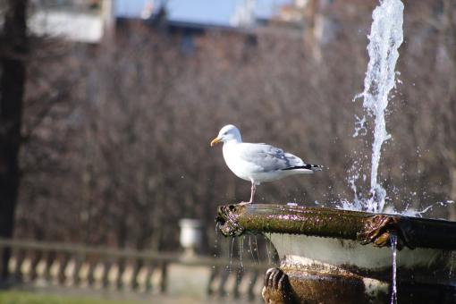 Seagull resting on a fountain - Free Stock Photo
