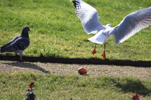 Seagull fighting for a piece of bread - Free Stock Photo