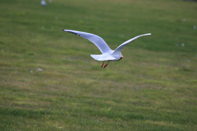 Free stock image of Seagull patrolling created by GAIMARD Jacques
