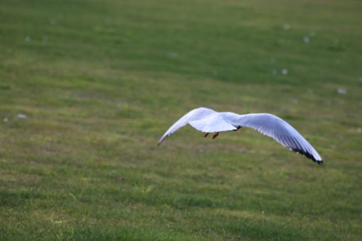 Seagull flying by - Free Stock Photo