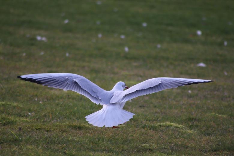 Free stock image of Seagull flying by created by GAIMARD Jacques