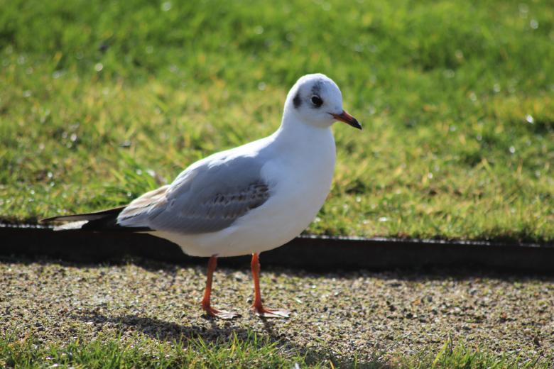Free stock image of Seagull watching created by GAIMARD Jacques