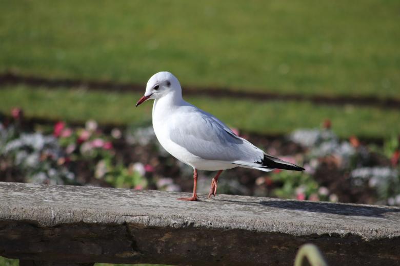 Free stock image of Seagull waiting for food created by GAIMARD Jacques