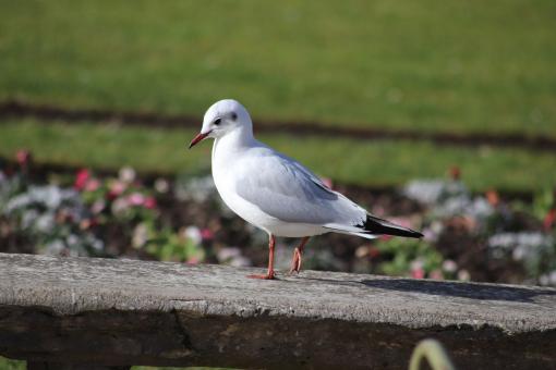 Seagull waiting for food - Free Stock Photo