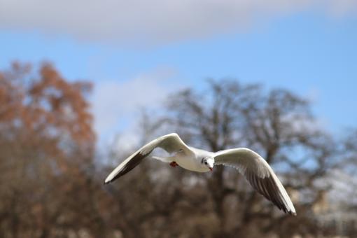 Seagull patrolling - Free Stock Photo