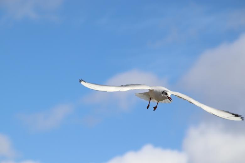 Free stock image of Seagull in flight created by GAIMARD Jacques