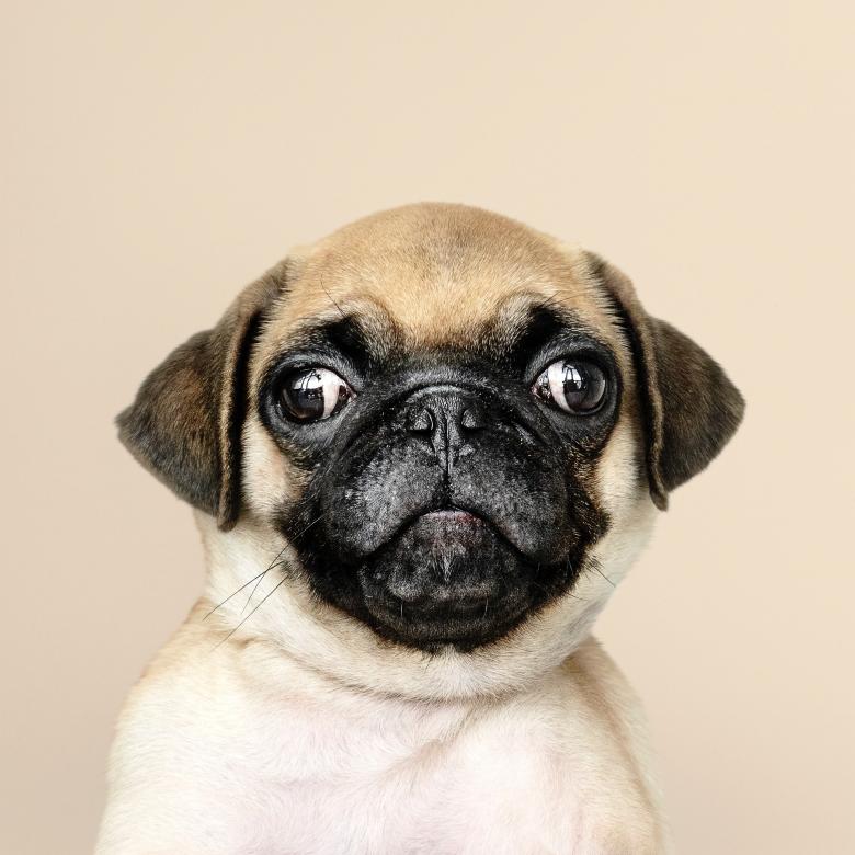 Free stock image of Pug Dog created by ilker efe