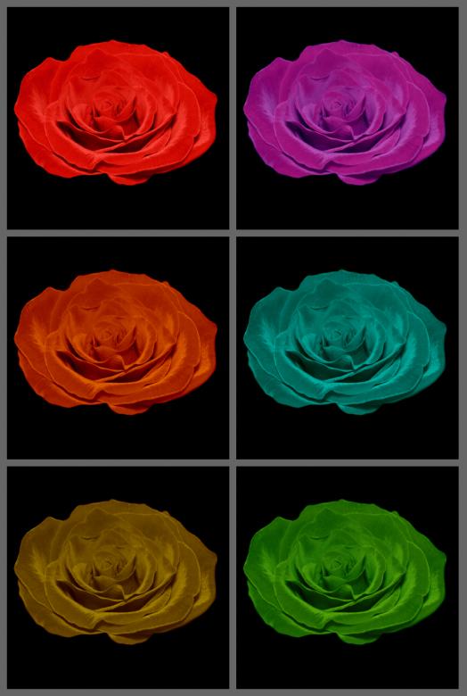 Free stock image of Multi-coloured roses created by NomeVizualizzato