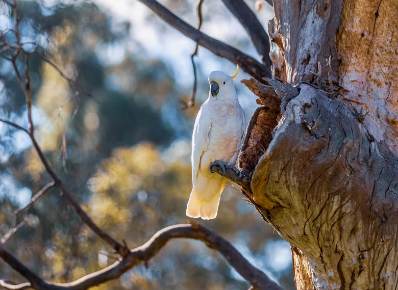 Free stock image of Sulphur-crested Cockatoo created by John Torcasio