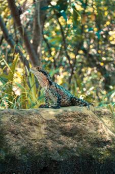 Lizard on a Rock - Free Stock Photo
