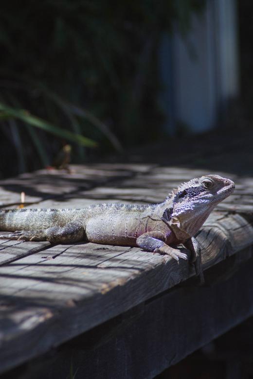 Free stock image of Lizard on a Bench created by Tom Hill