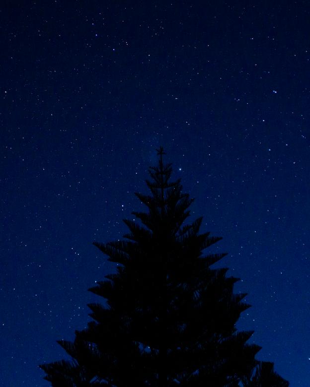 Free stock image of Tree against night sky created by Tom Hill